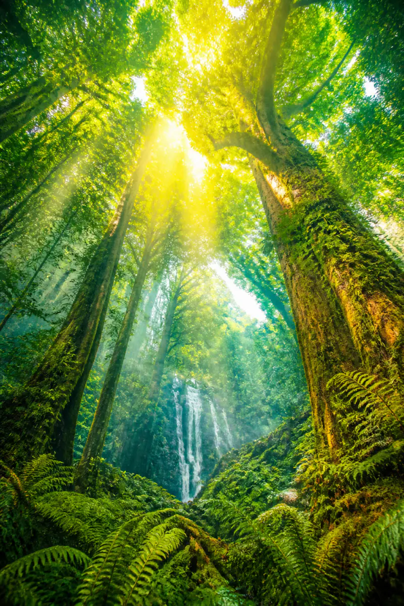 The Living Canopy